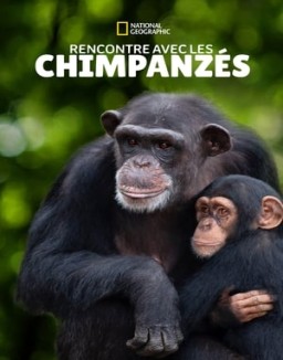 Rencontre avec les Chimpanzés